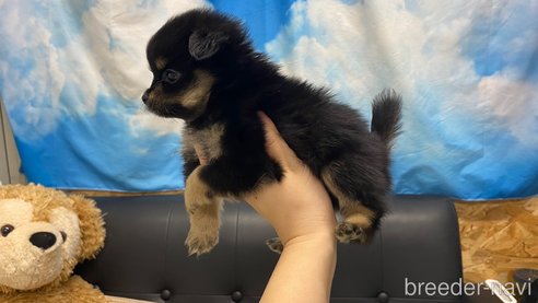 成約済の兵庫県のポメチワ:ポメラニアン×チワワ-348621の4枚目